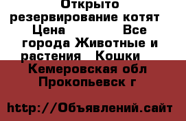 Открыто резервирование котят › Цена ­ 15 000 - Все города Животные и растения » Кошки   . Кемеровская обл.,Прокопьевск г.